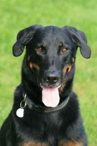 Cover of Beauceron Relaxing in the Grass Journal