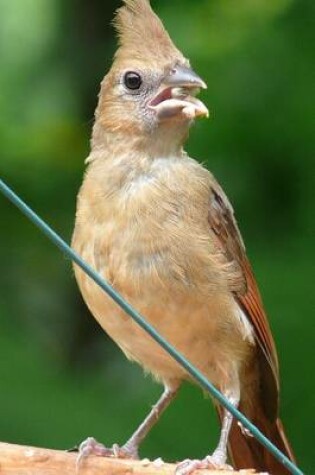 Cover of Female Northern Cardinal Bird Journal