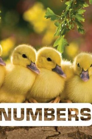 Cover of Numbers: Picture This