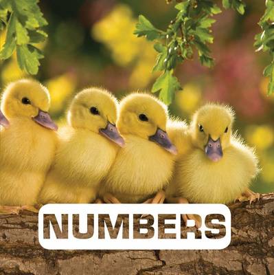 Book cover for Numbers: Picture This