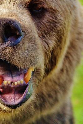 Book cover for The Face of a European Brown Bear