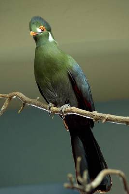 Book cover for White-Cheeked Turaco Journal