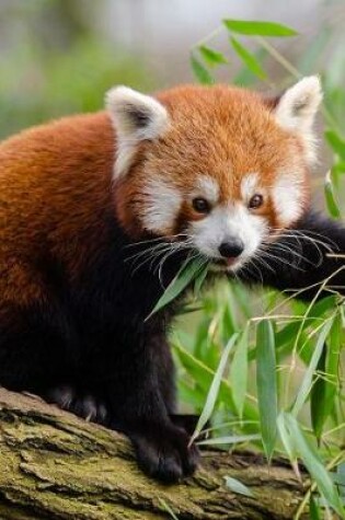 Cover of Pretty Adorable Red Panda Bear Animal Journal