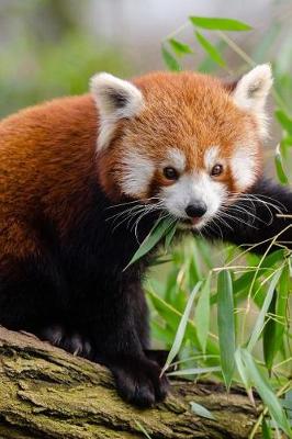 Book cover for Pretty Adorable Red Panda Bear Animal Journal