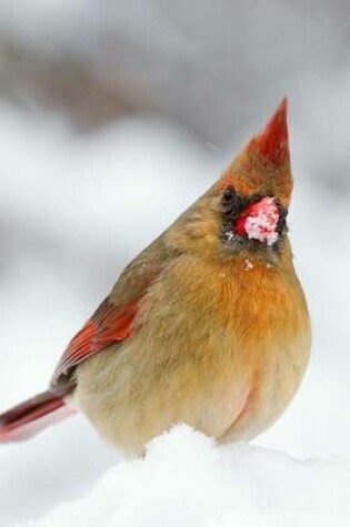 Cover of Female Cardinal in the Snow, Birds of the World