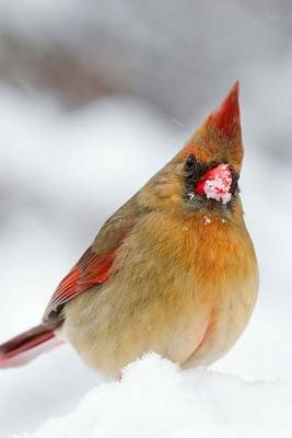 Book cover for Female Cardinal in the Snow, Birds of the World