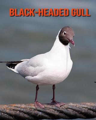 Book cover for Black-Headed Gull