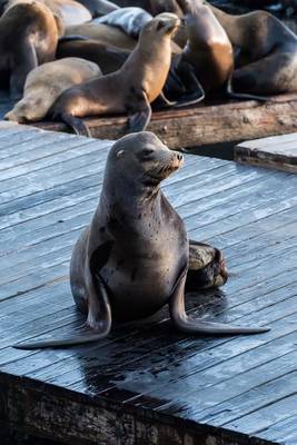 Book cover for A Cute California Sea Lion on the Pier Journal