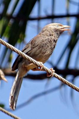 Book cover for White Headed Babbler, Birds of the World