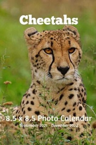 Cover of Cheetahs 8.5 X 8.5 Calendar September 2021 -December 2022