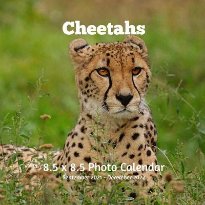 Book cover for Cheetahs 8.5 X 8.5 Calendar September 2021 -December 2022