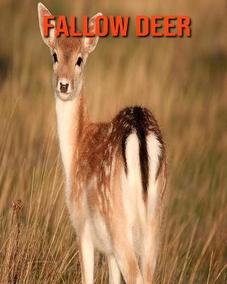 Book cover for Fallow Deer