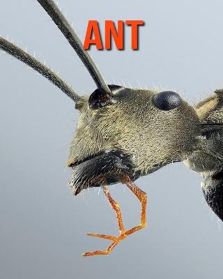 Book cover for Ant