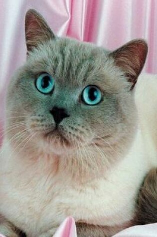 Cover of 2020 Daily Planner Blue Eyed Cat Photo 388 Pages