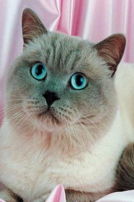 Book cover for 2020 Daily Planner Blue Eyed Cat Photo 388 Pages