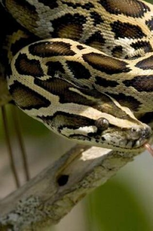 Cover of Burmese Python in a Florida Tree