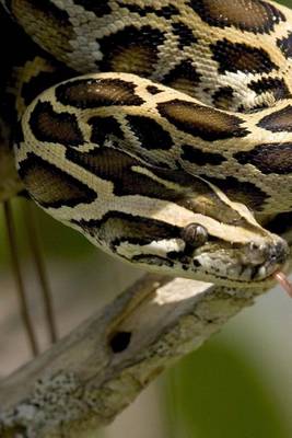 Book cover for Burmese Python in a Florida Tree