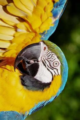 Book cover for Blue and Gold Macaw with Raised Wing Journal