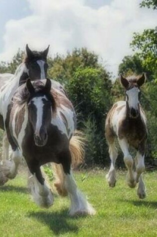 Cover of Gypsy Vanner Horse