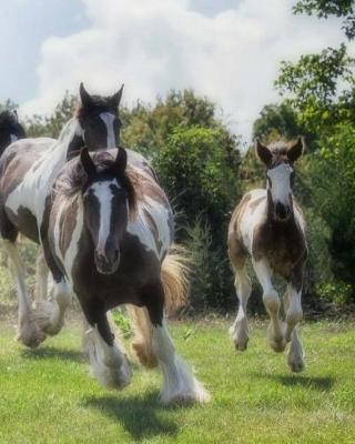 Book cover for Gypsy Vanner Horse