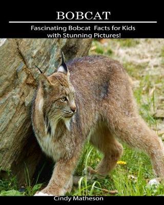 Book cover for Bobcat