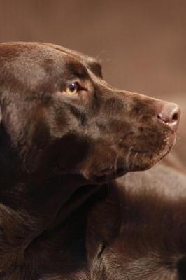 Book cover for 2020 Daily Planner Beautiful Chocolate Labrador Retriever Dog Photo 388 Pages