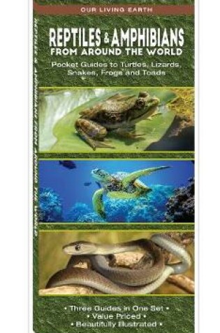 Cover of Reptiles & Amphibians from Around the World