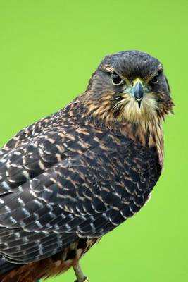 Book cover for The New Zealand Falcon, Birds of the World