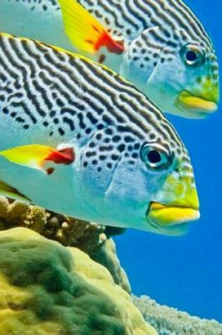 Cover of Sweetlips Saltwater Fish on the Reef Journal