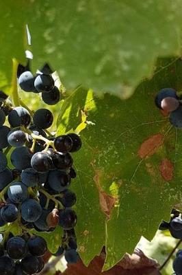 Book cover for Notebook Grapes on the Vine in a Vinyard