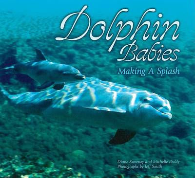 Book cover for Dolphin Babies