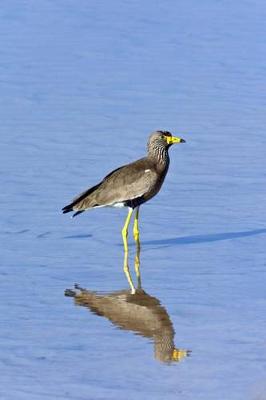 Book cover for African Wattled Lapwing Journal