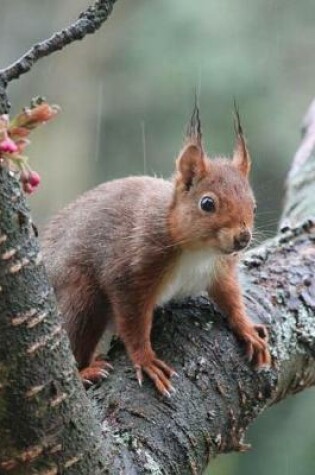 Cover of Attentive Squirrel on a Tree Branch Journal