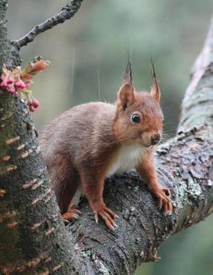 Book cover for Attentive Squirrel on a Tree Branch Journal