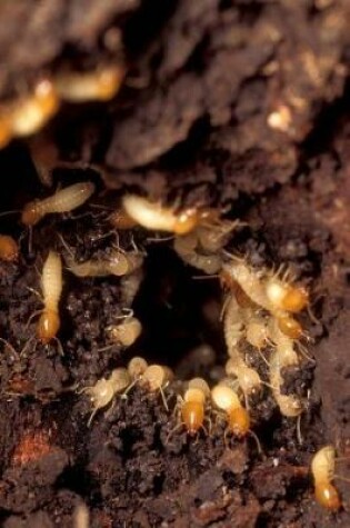 Cover of Insect Journal Termites At Work Entomology