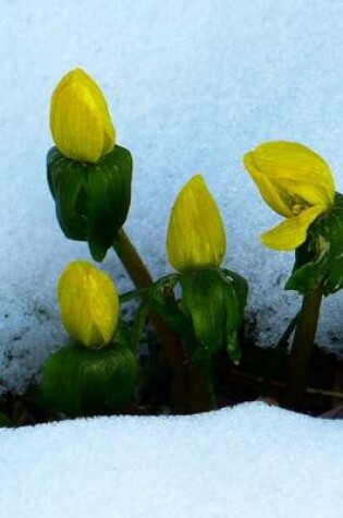 Cover of Eranthis Hyemalis Buttercup Growing in Snow, for the Love of Flowers