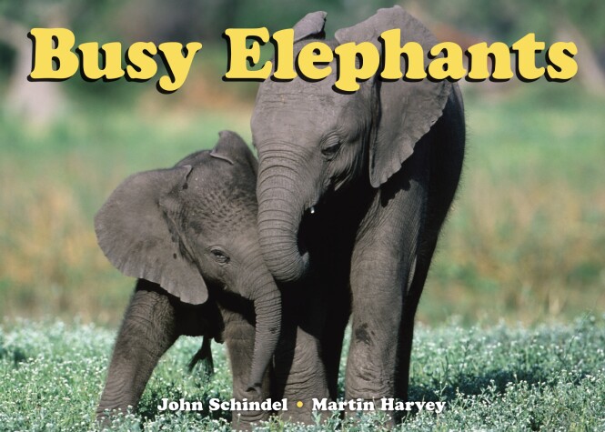 Cover of Busy Elephants