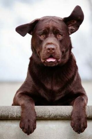 Cover of The Brown Labrador Retriever Journal