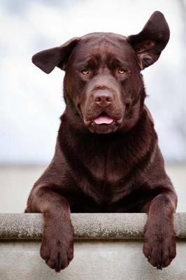 Book cover for The Brown Labrador Retriever Journal