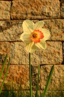 Book cover for Daffodil Flower at the Wall Journal