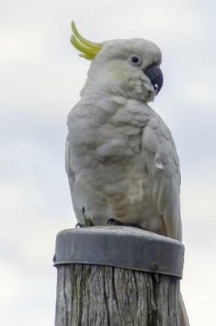 Cover of Proud Cockatoo Journal