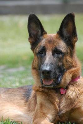 Book cover for German Shepherd Relaxing in the Grass, for the Love of Dogs