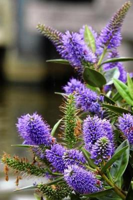 Book cover for Beautiful Purple Flowers Blooming in Holland Journal