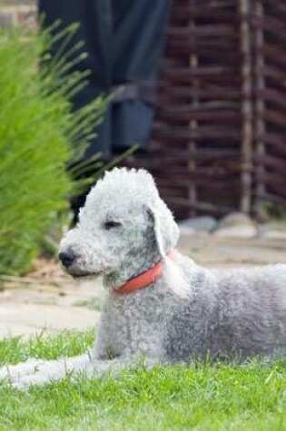 Cover of Bedlington Terrier Laying in the Grass Journal