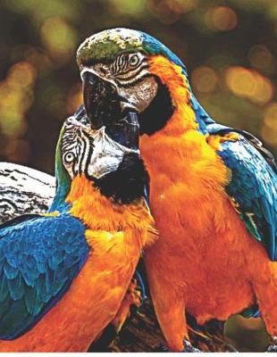 Book cover for Parrot Couple