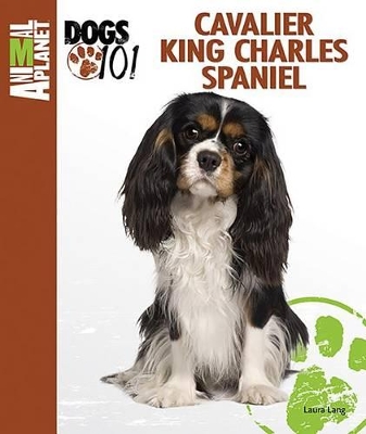 Book cover for Cavalier King Charles Spaniel