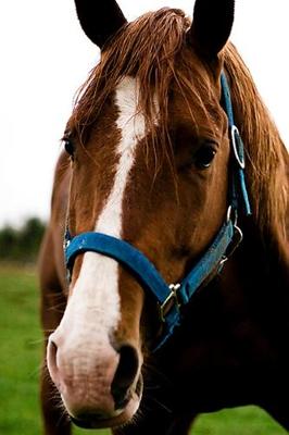 Book cover for 2020 Daily Planner Horse Photo Equine Curious Chestnut 388 Pages