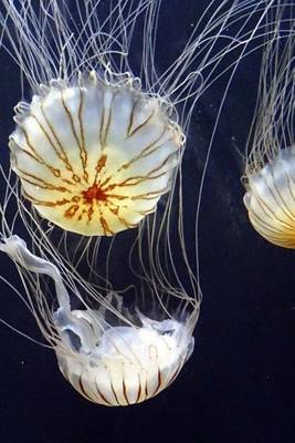 Book cover for Three Floating Jellyfish, for the Love of Nature