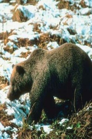 Cover of Journal Winter Grizzly Bear