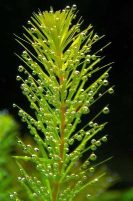 Cover of Aquarium Plants Notebook